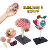 Little Anatomist 4D Build & Learn Science Kits