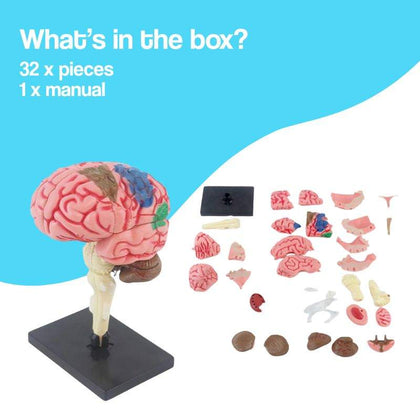 Brain