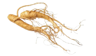 Panax Ginseng
